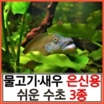 매일이 즐거워지는 막구피 베스트상품