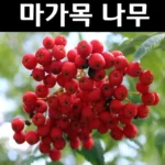 고객님을 위한 특별 제안 마가목나무 지금 확인하세요!