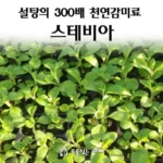 이런 기회 다신 없음! 스테비아모종 바로 확인하세요!